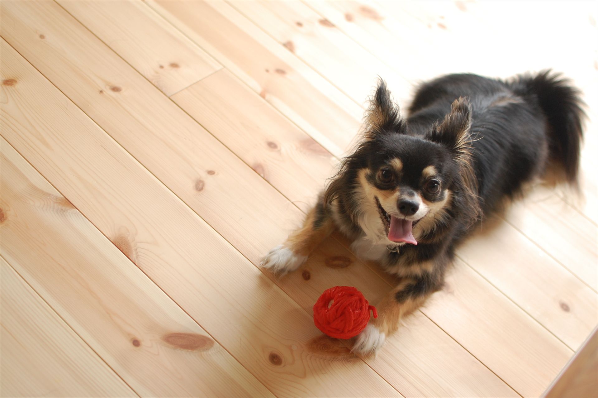 愛犬と暮らす理想の家づくり｜つくばエリアの家づくり｜注文住宅の相談窓口